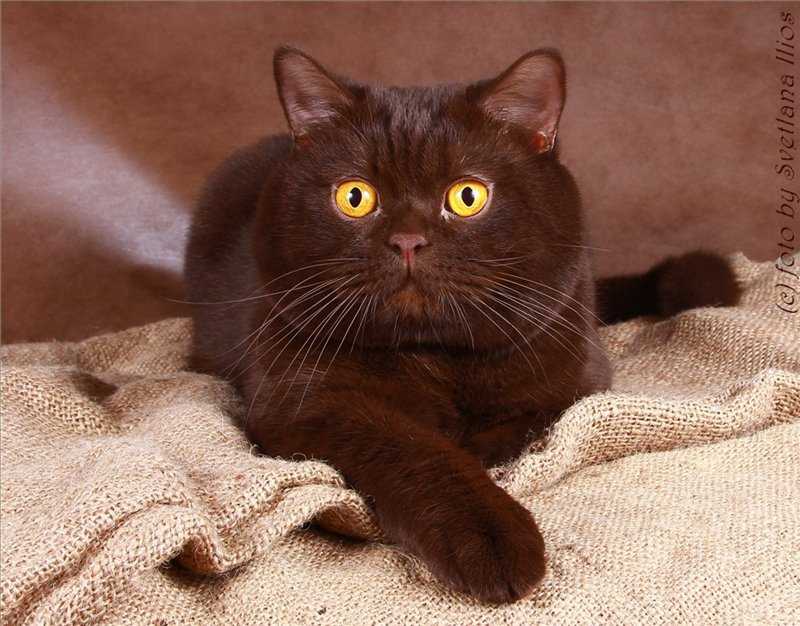 Шоколадный окрас кота британской породы - SunRay
