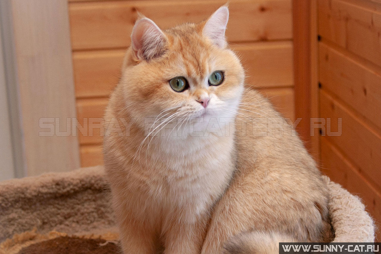  черная золотая завуалированная