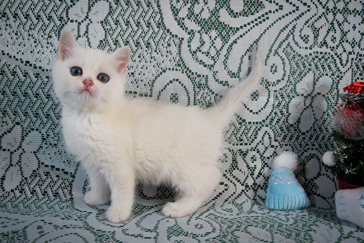 Кошка британская серебристая шиншилла, британка черная серебристая завуалированная