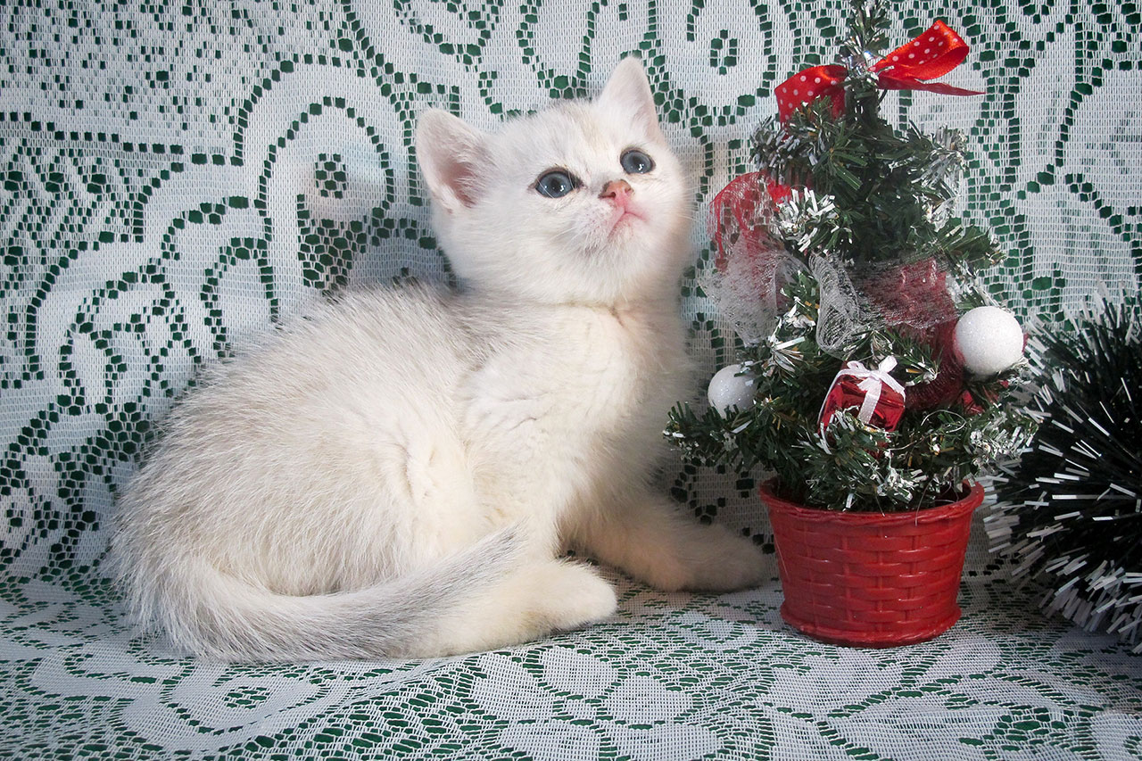 Кот британский шиншилла, британец черный серебристый затушеванный