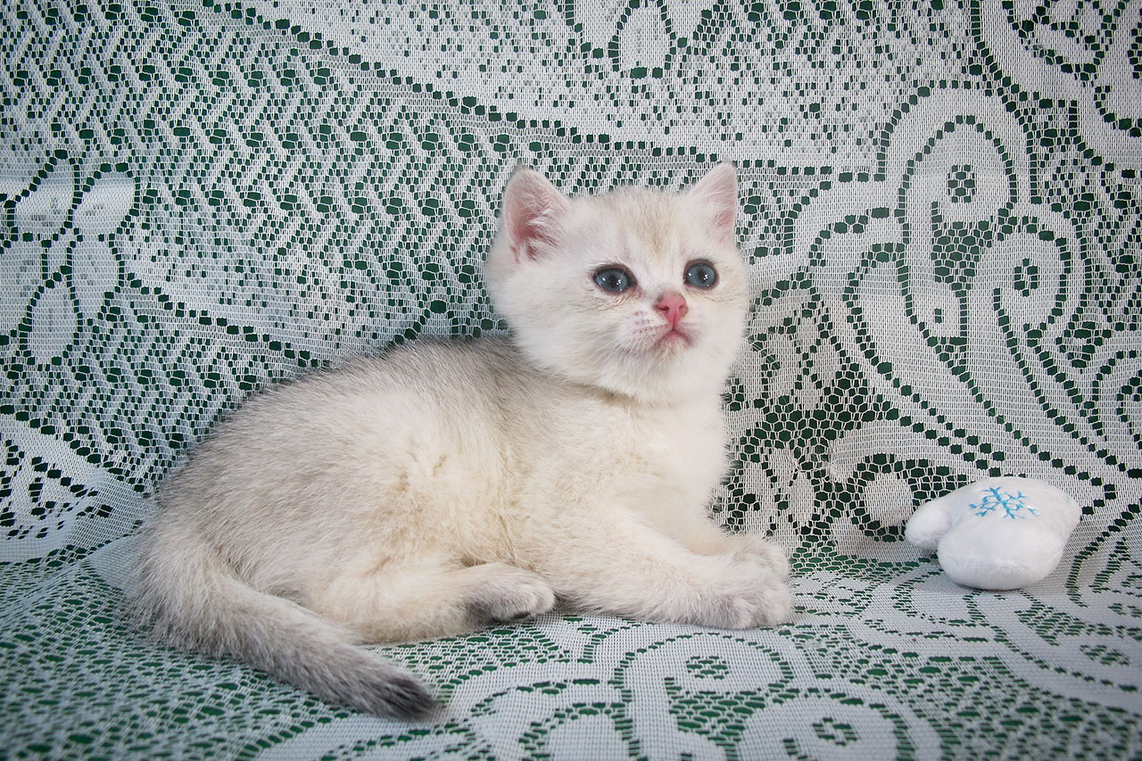 Кот британский шиншилла, британец черный серебристый затушеванный