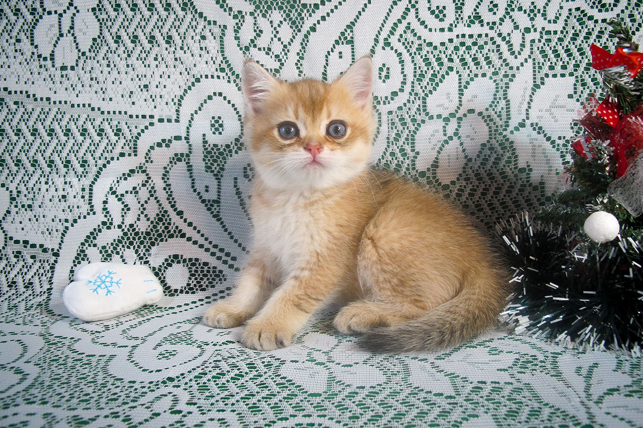 Кот британский рыжий, британец черный золотой затушеванный