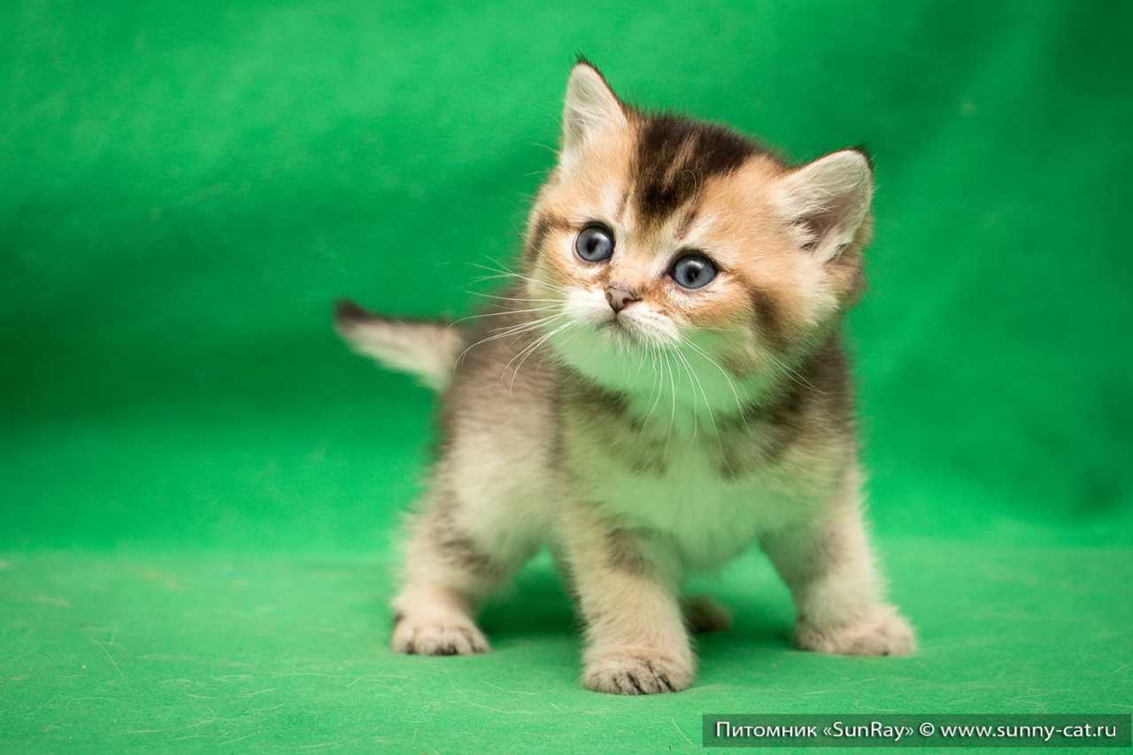 игрушки для котят 1 месяца