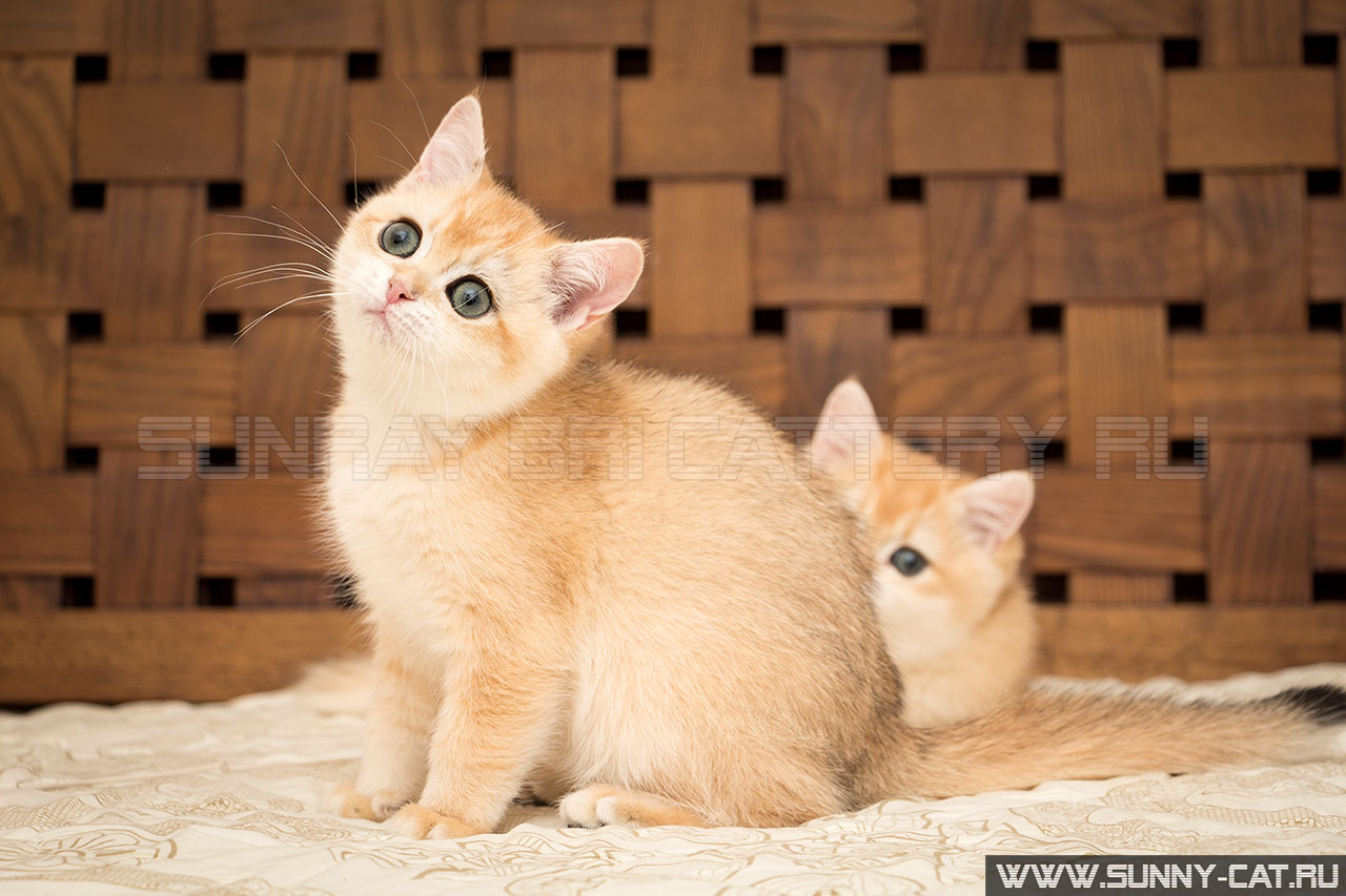 Кошка британская рыжая, британка черная золотая затушеванная