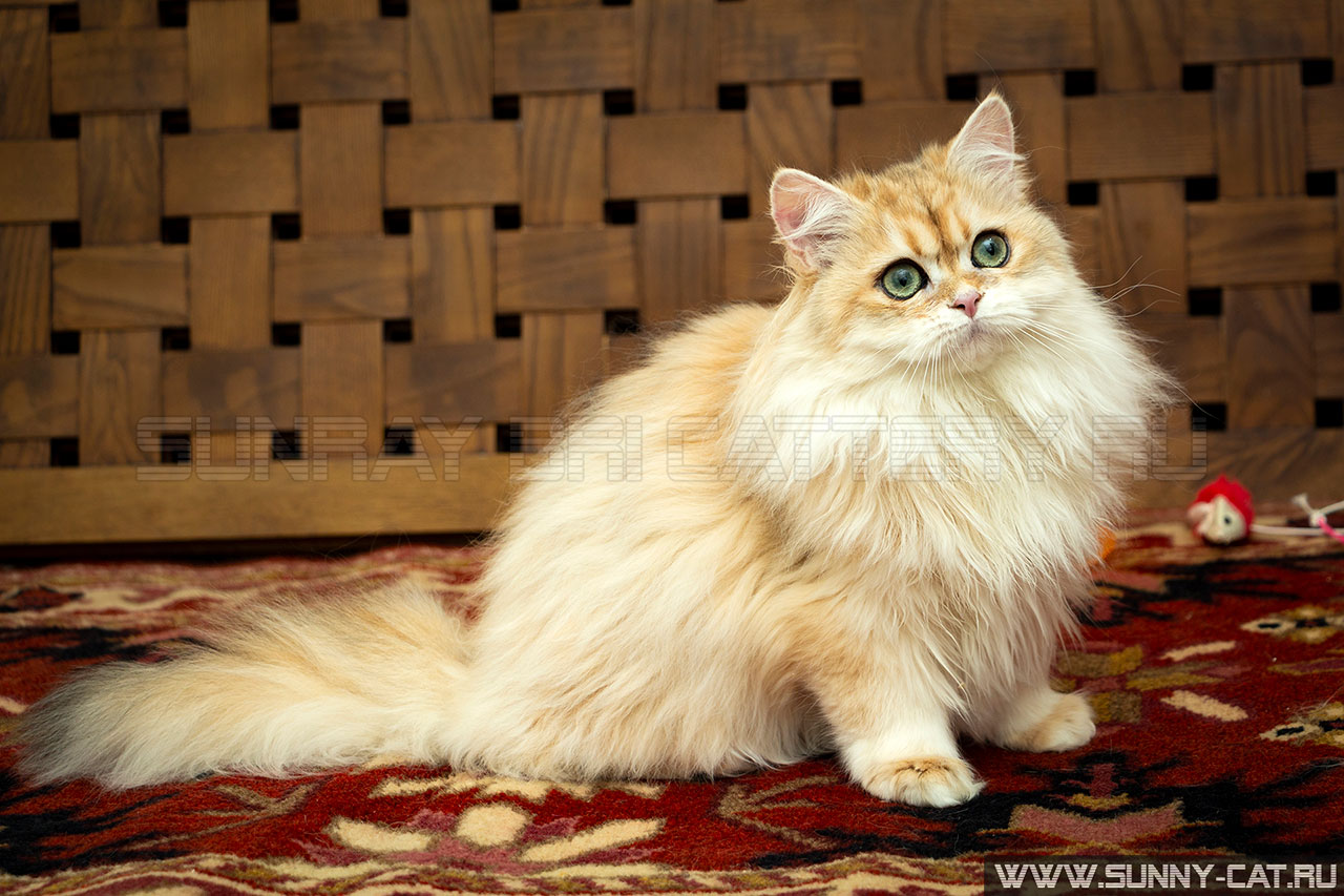 Кошка  рыжая,  черная золотая завуалированная