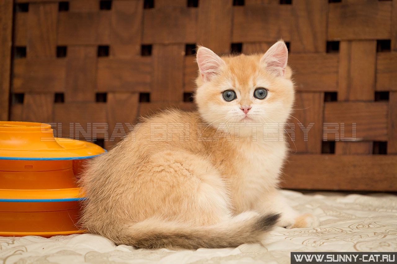 Кошка британская рыжая, британка черная золотая завуалированная