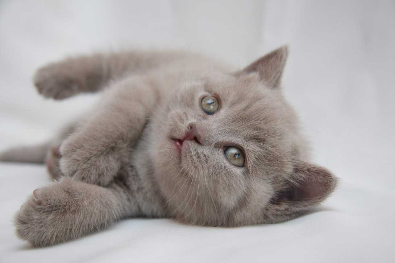 Лиловый котенок