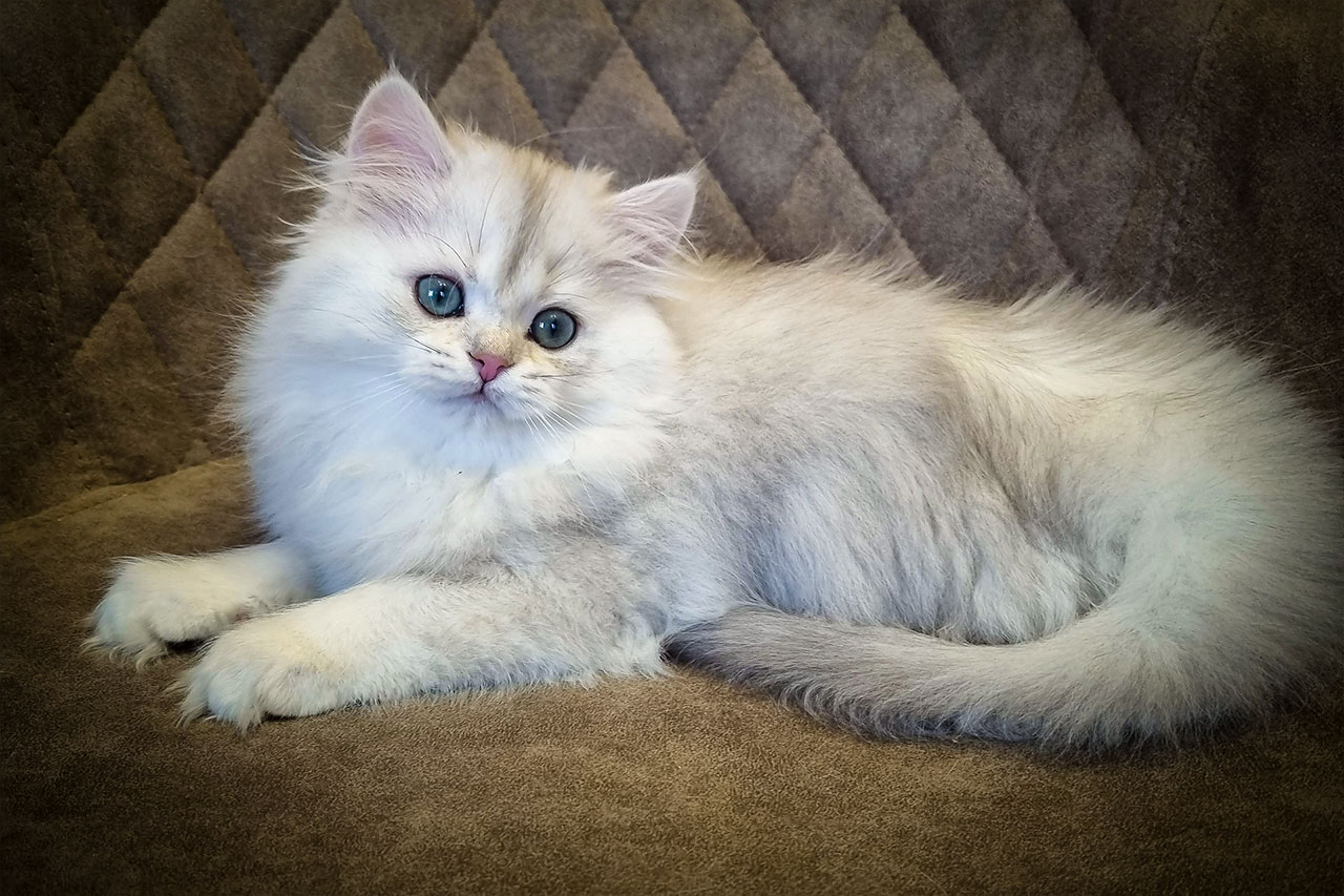 Кошка  шиншилла,  черная серебристая затушеванная
