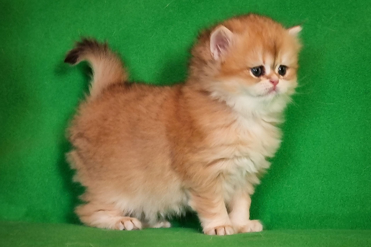 Кошка  рыжая,  черная золотая завуалированная