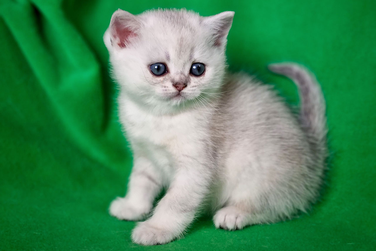 Кот британский шиншилла, британец черный серебристый затушеванный