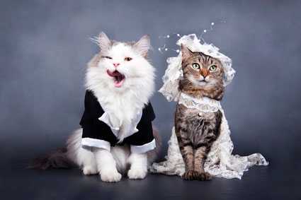 Вязка котов и кошек: правила и советы для владельцев