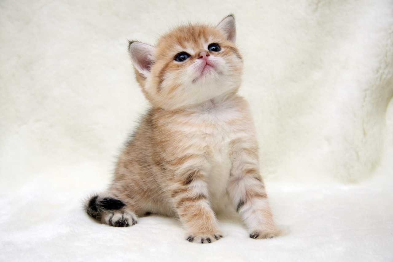 Котенок мальчик британский короткошерстный (британец) черный золотой ...