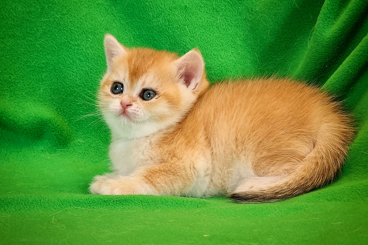 Кошка британская рыжая, британка черная золотая завуалированная