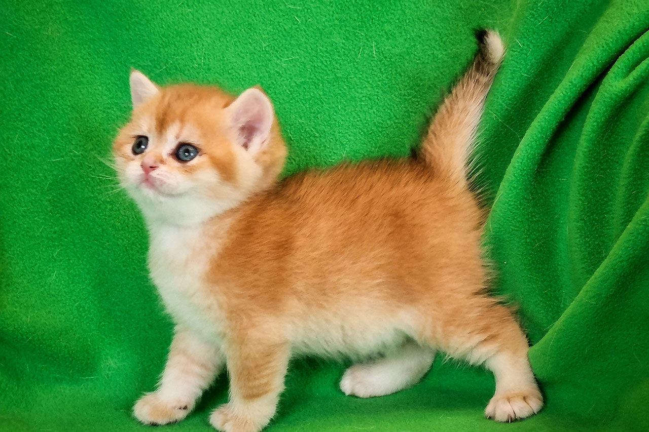 Кот британский рыжий, британец черный золотой завуалированный