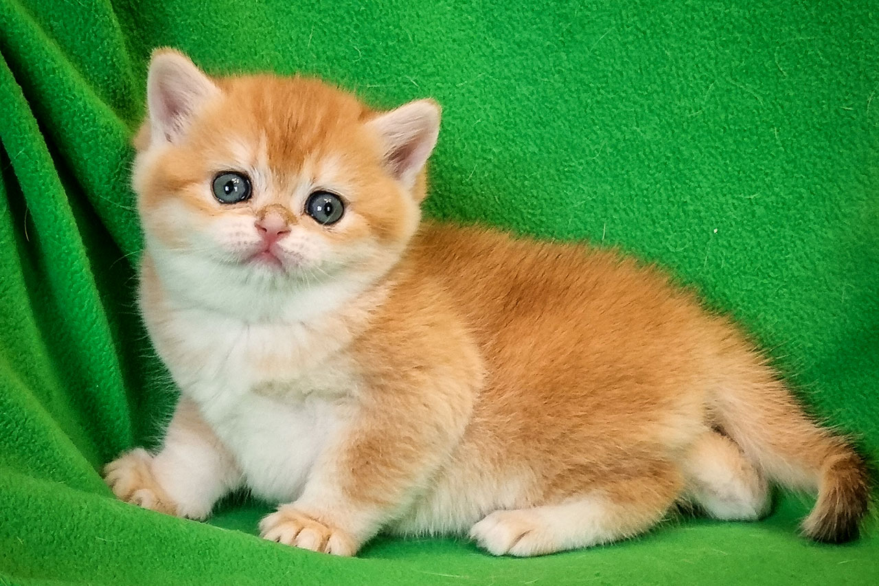 Кошка британская рыжая, британка черная золотая завуалированная