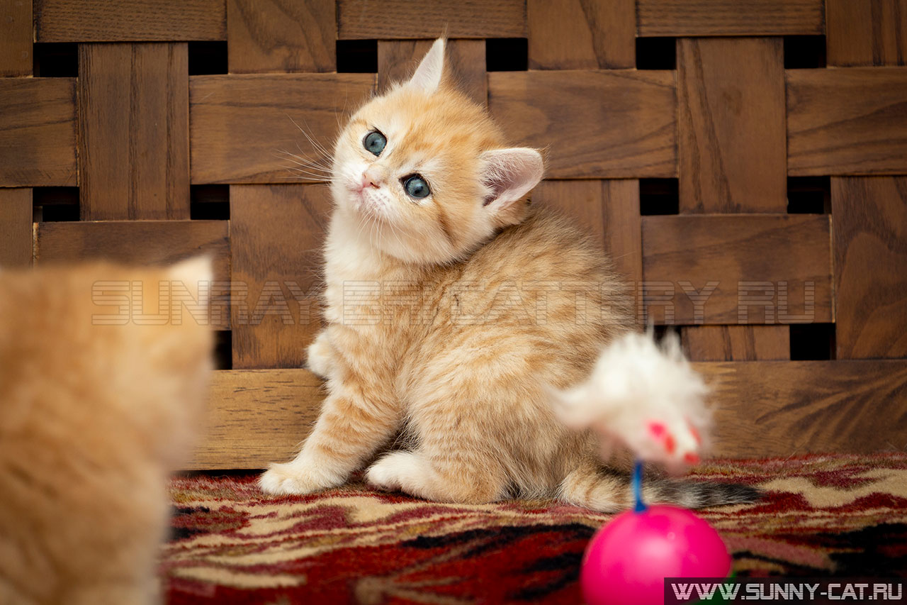 Кошка британская рыжая, британка черная золотая затушеванная