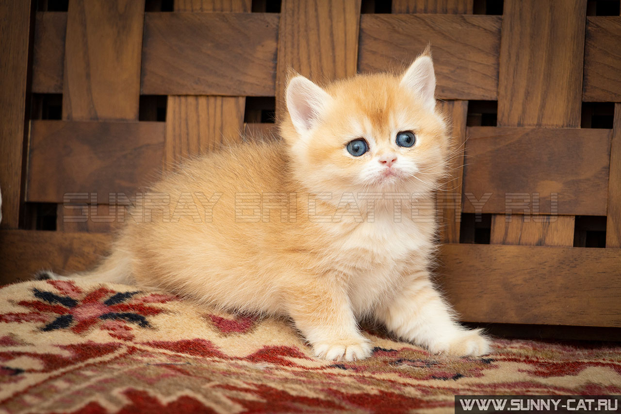 Кошка британская рыжая, британка черная золотая завуалированная