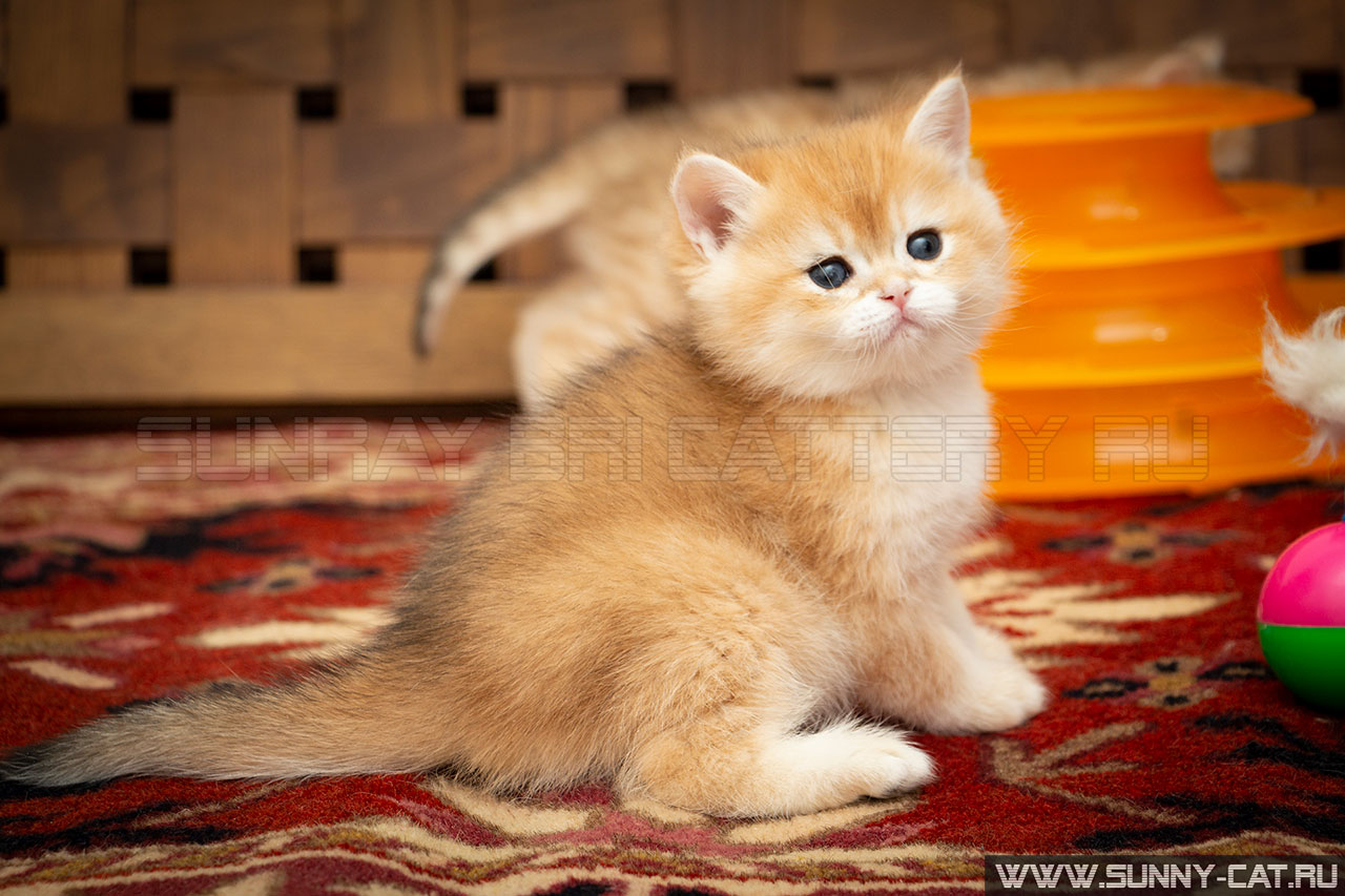 Кот британский рыжий, британец черный золотой затушеванный