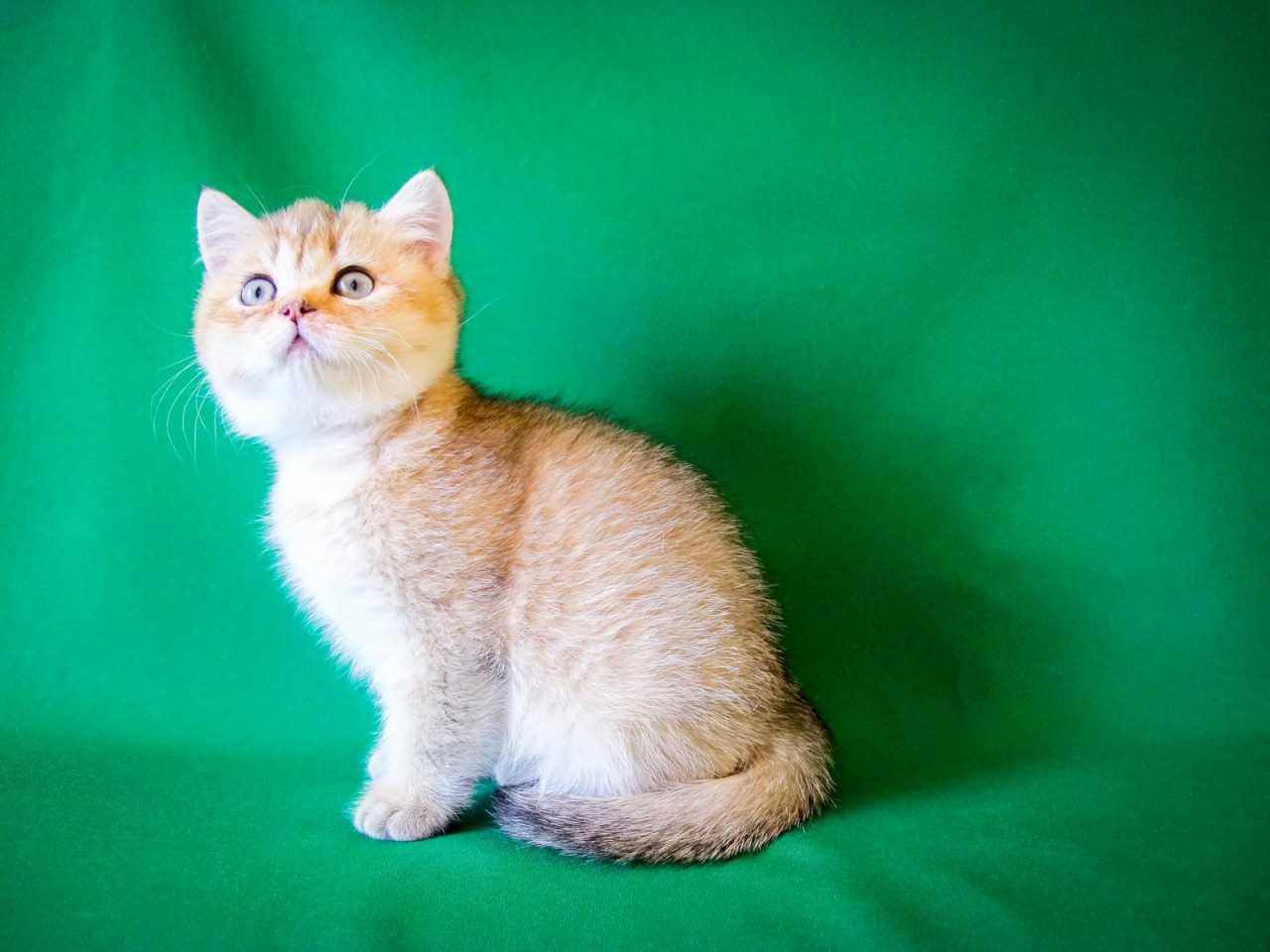 Котята 2 месяца - 941 фото и описание. Sunny Cat