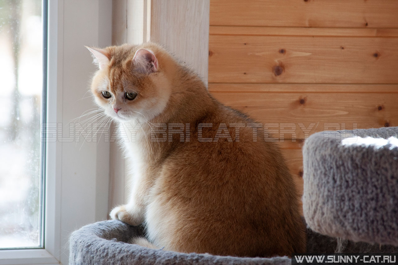  черная золотая завуалированная