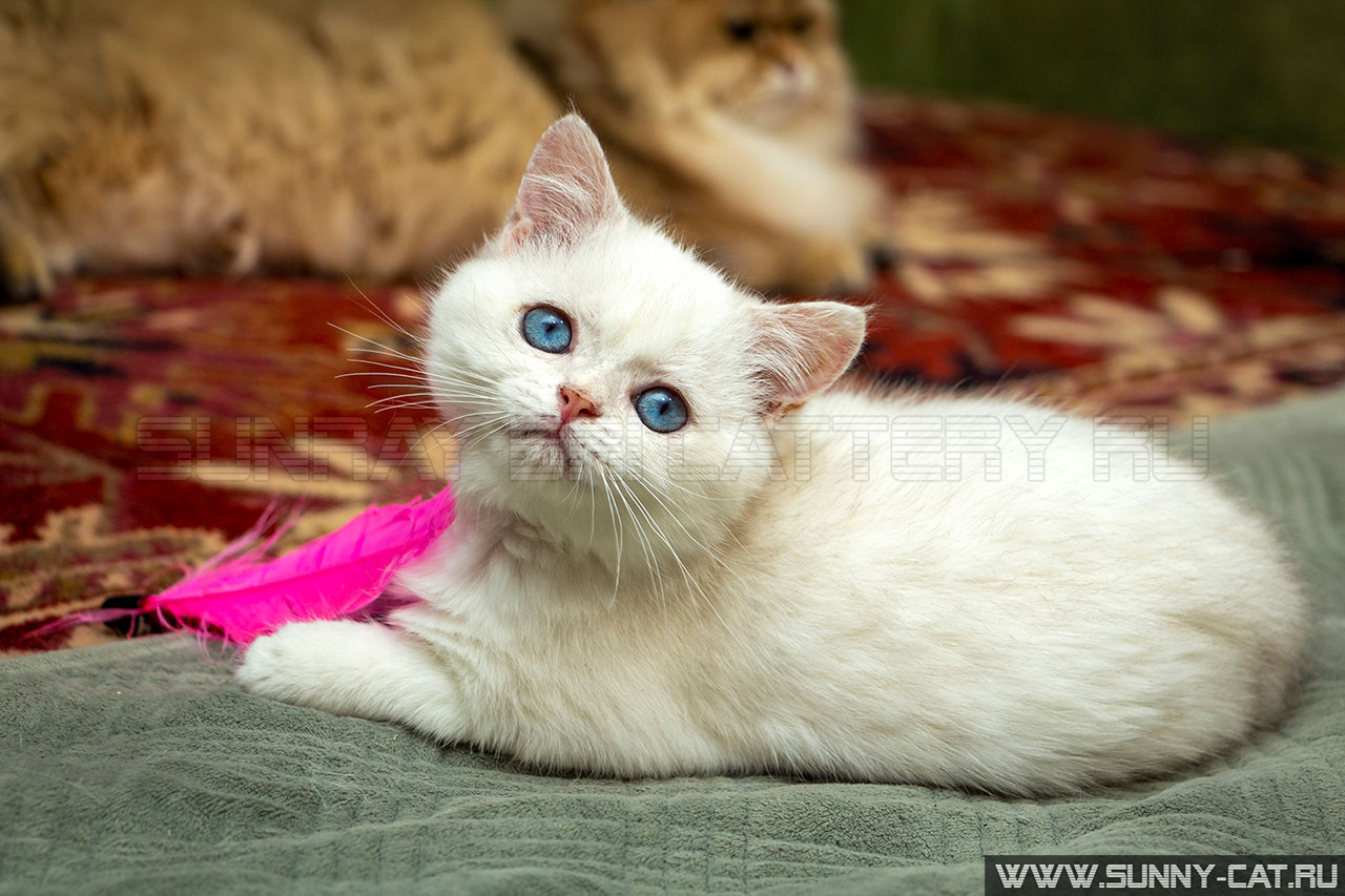 Кот британский , британец голубой золотой затушеванный пойнт