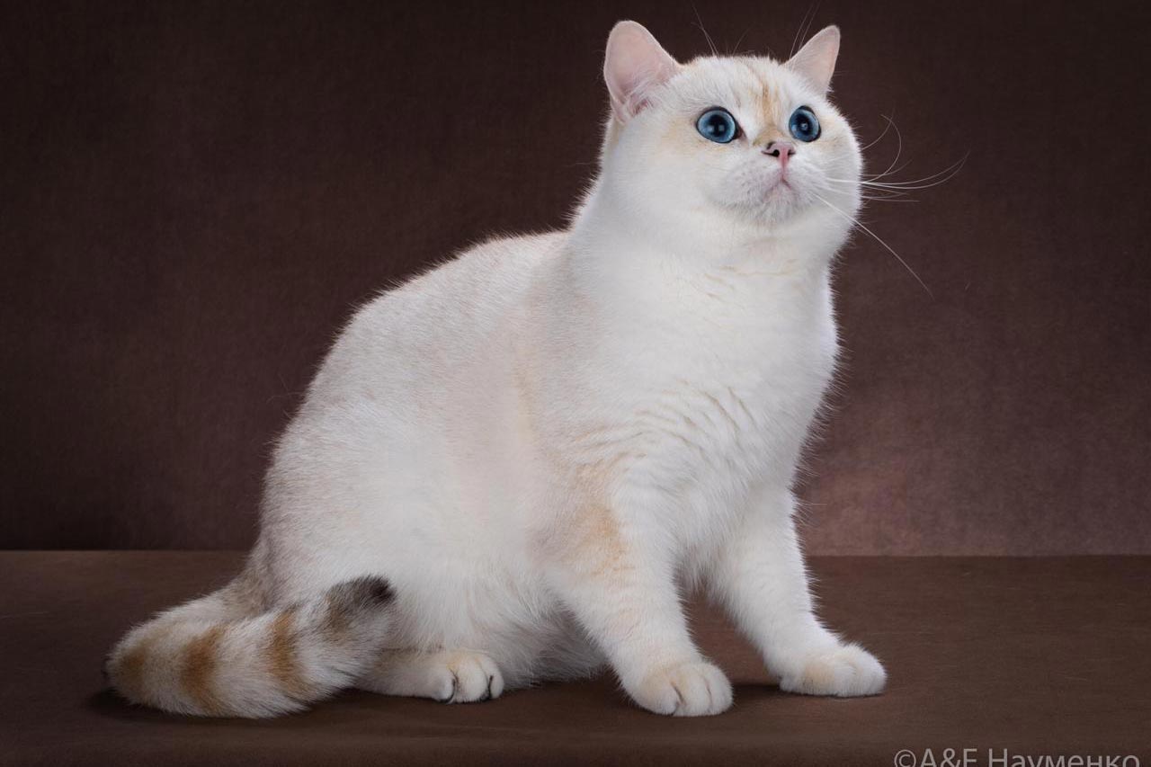 Кот британский короткошерстный черный золотой завуалированный пойнт
