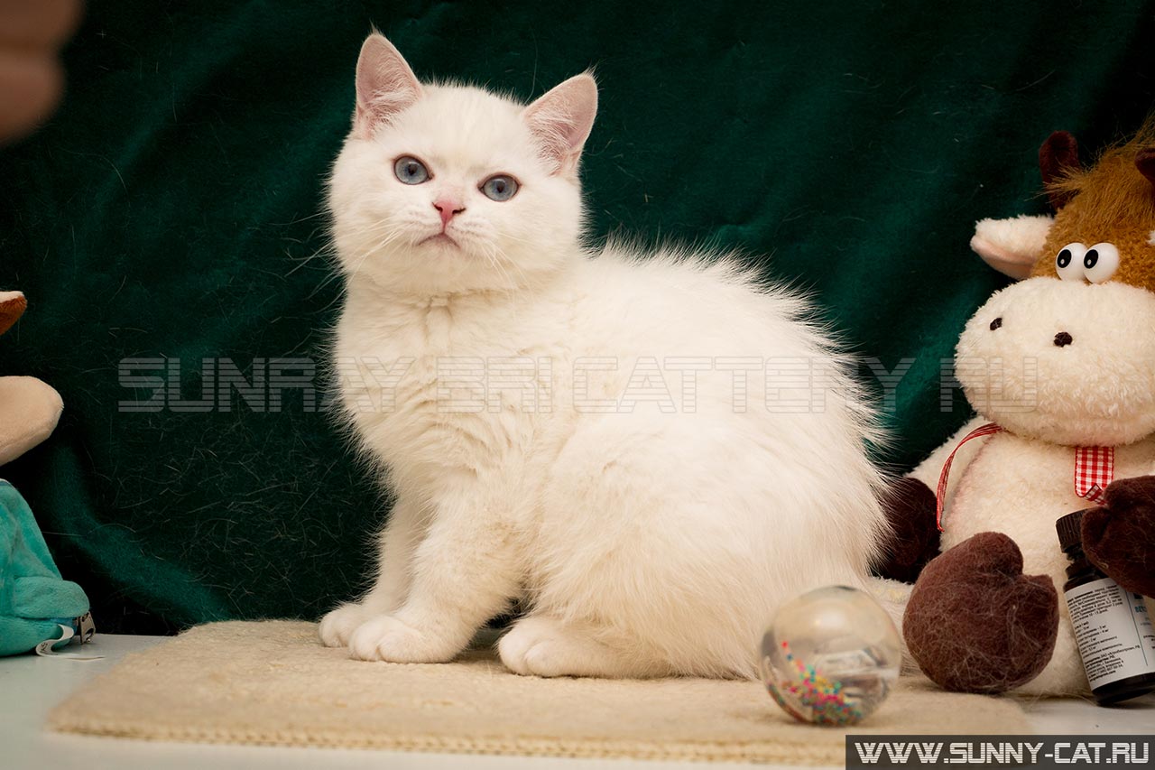 Кот британский , британец голубой золотой завуалированный пойнт