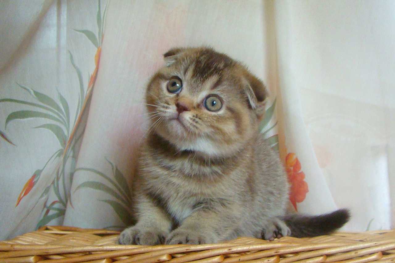 Котята Шотландской Кошки Фото Котята Шотландской Кошки Фото