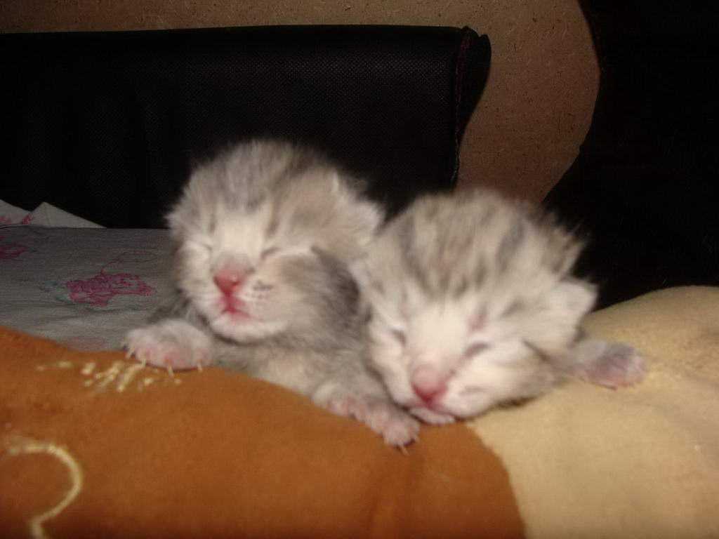 Маленькие котята новорожденные. Котята 1 день ему. Котята рождаются слепыми. Спящие новорожденные котята. Недельные котята.