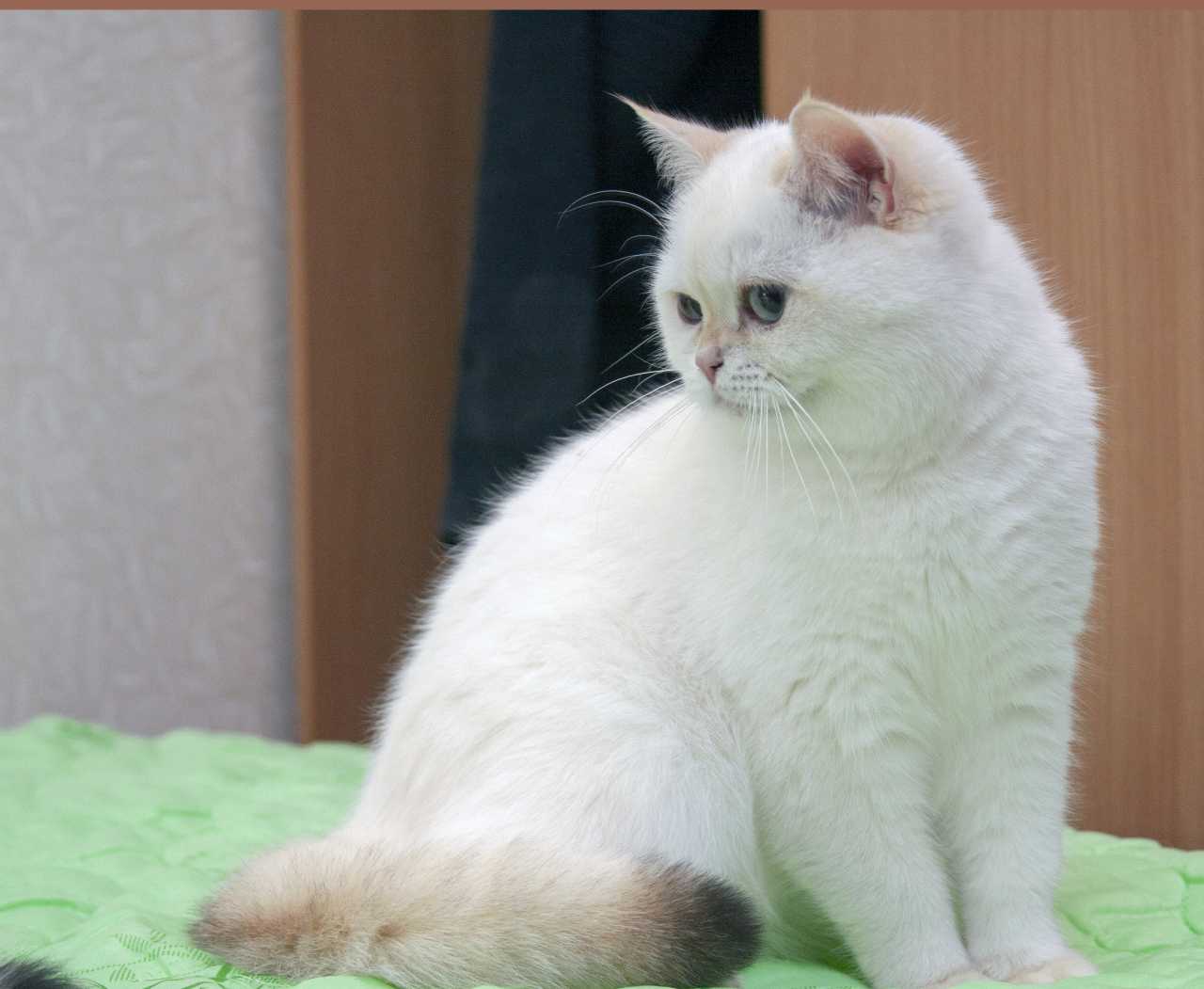 Katze Britisch Kurzhaar schwarz golden shell Colourpointmaske