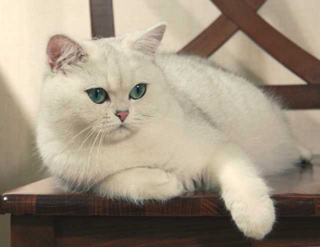 Кошка британская короткошерстная черная серебристая тикированная