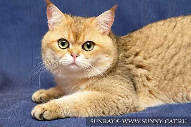 Кот британский короткошерстный черный золотой затушеванный