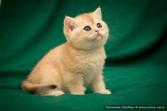 【бездомная кошка様 】goodenough GOODENOUGH Беларусь, г. Могилев. К частному дому прибилась беременная