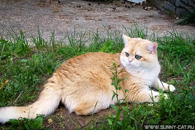 Кот британский короткошерстный черный золотой завуалированный