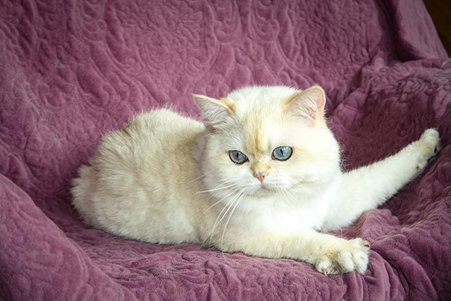 Кот британский короткошерстный черный золотой затушеванный пойнт