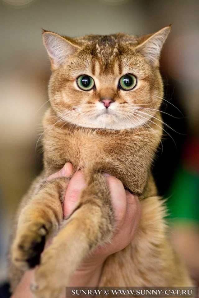 Кошка британская короткошерстная черная золотая тикированная