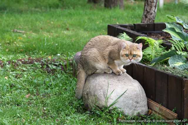 Кот британский короткошерстный черный золотой затушеванный