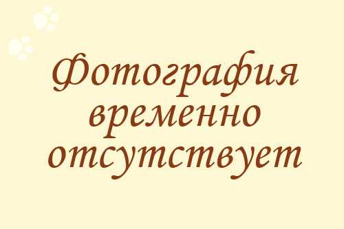 Кот британский короткошерстный черный серебристый затушеванный пойнт