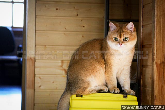 Кошка британская короткошерстная черная золотая затушеванная