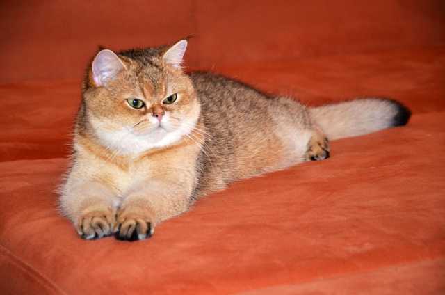 Кошка британская короткошерстная черная золотая тикированная