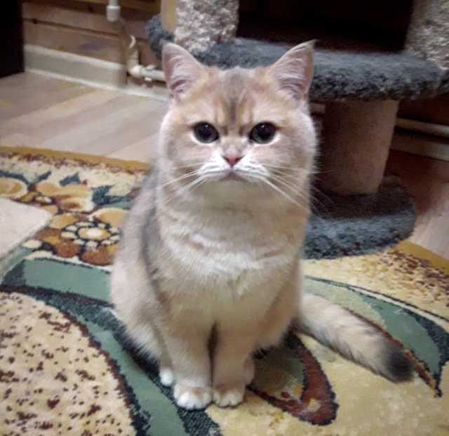 unoa 【Victorian cats Blue green】 unoa 【Victorian cats Blue green】 Antique 19th Century