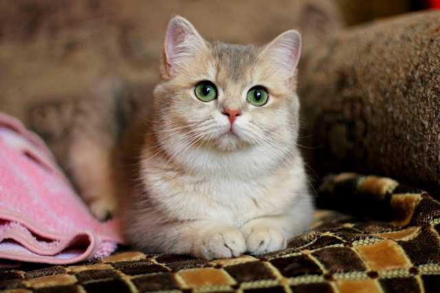 Unoa ウノアレオタード　Victorian cats Blue green Unoa ウノアレオタード Victorian cats Blue green - メルカリ