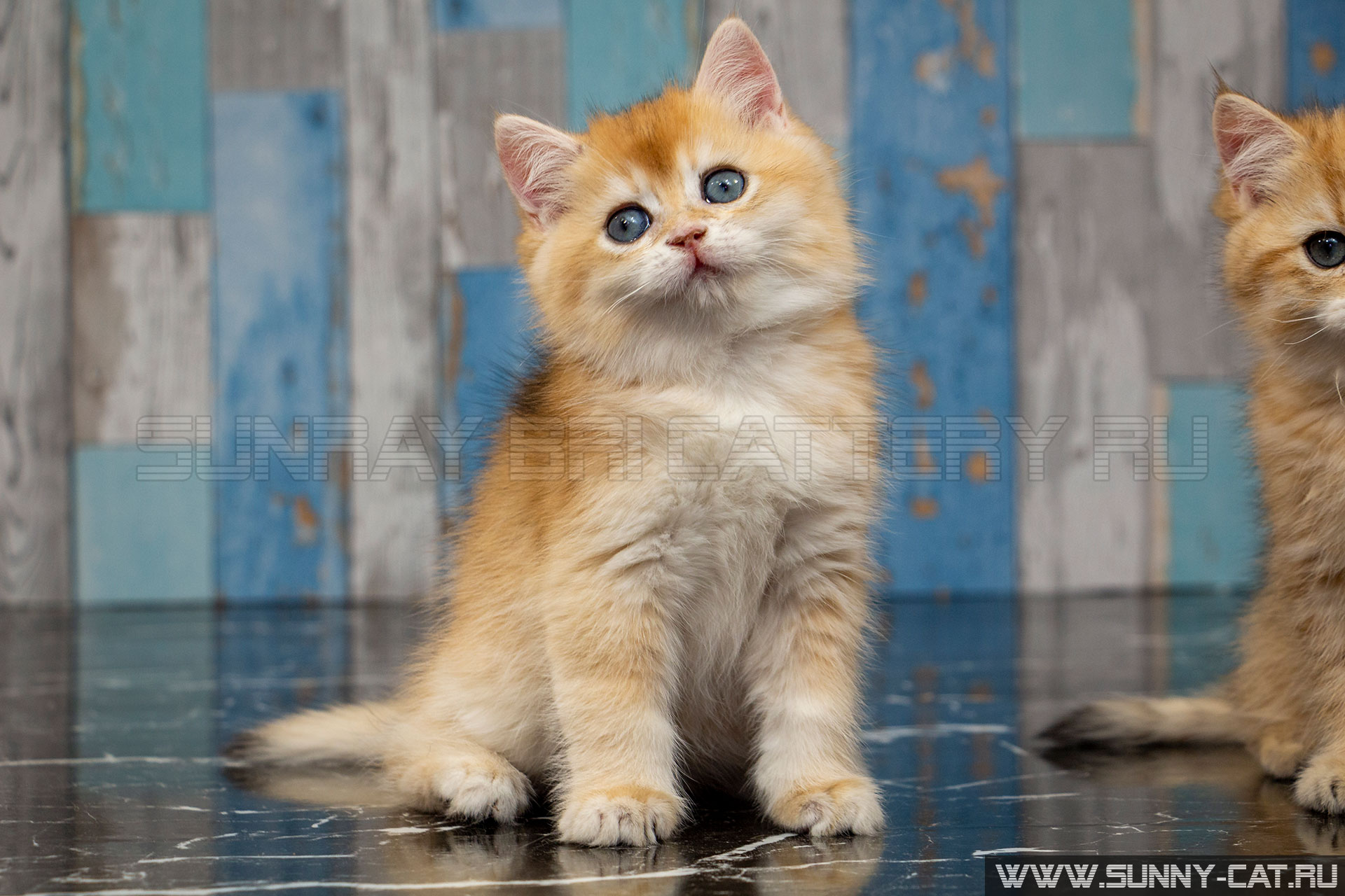 Кот Argos Grand SunRay