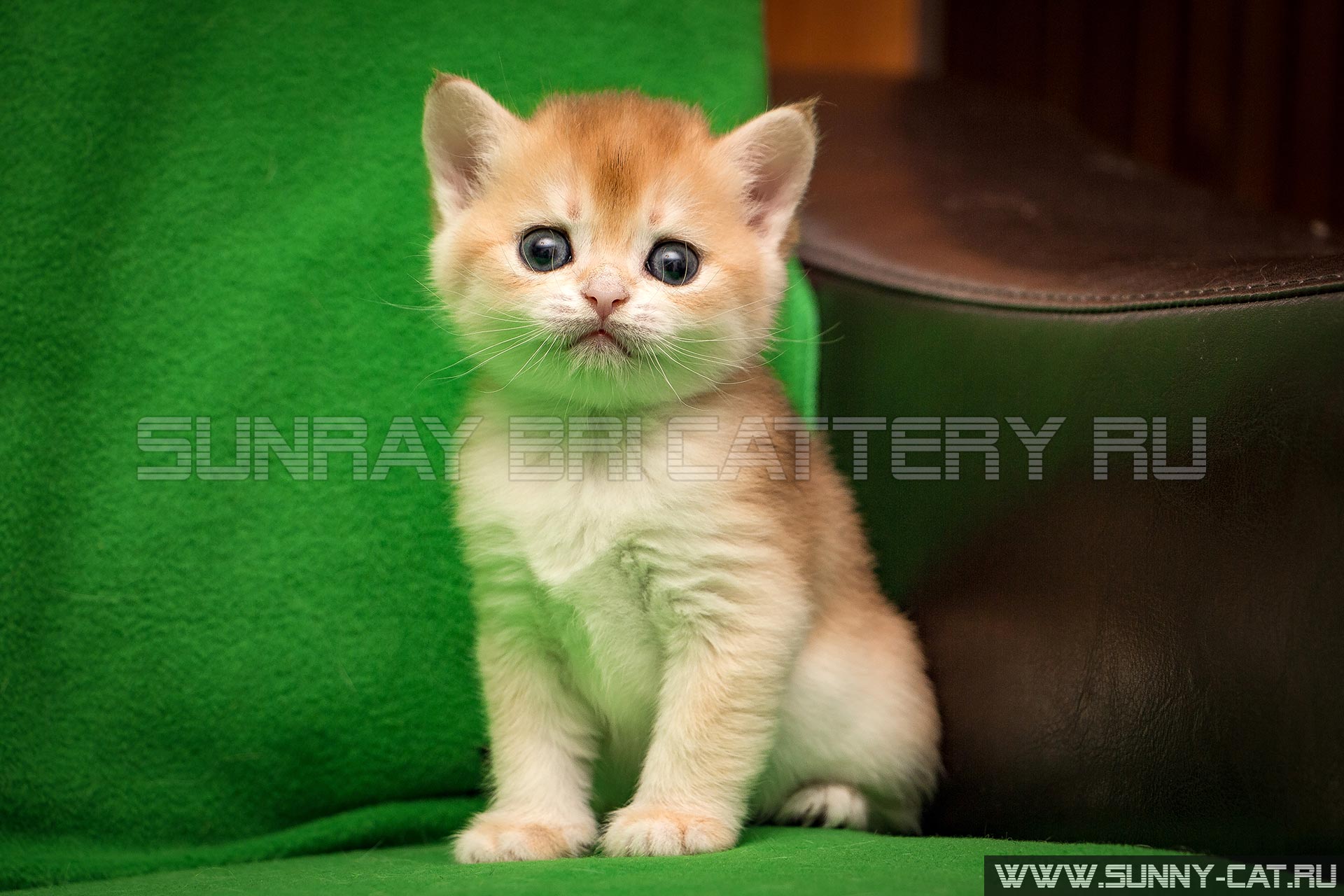 Alexa Kitten