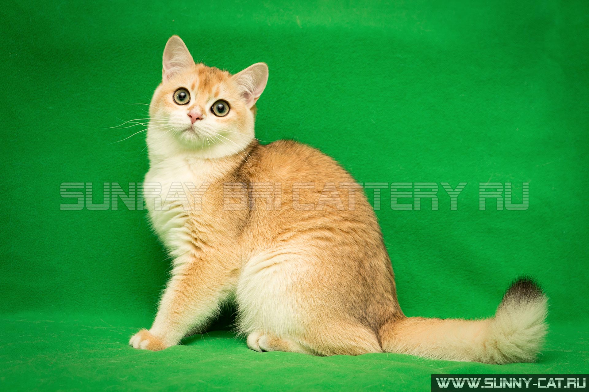Alexa Kitten