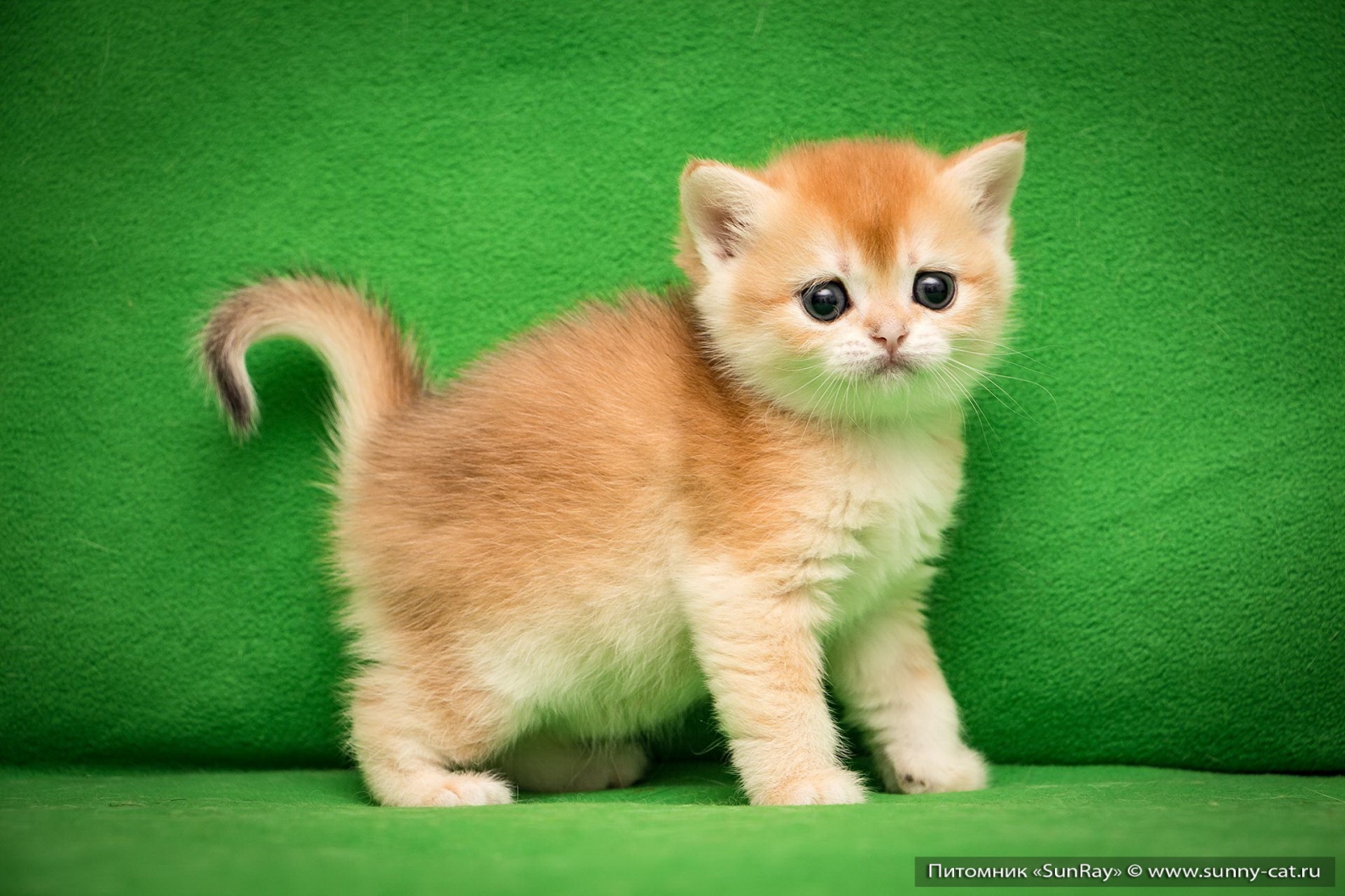 Питомник Кошек Купить Котенка