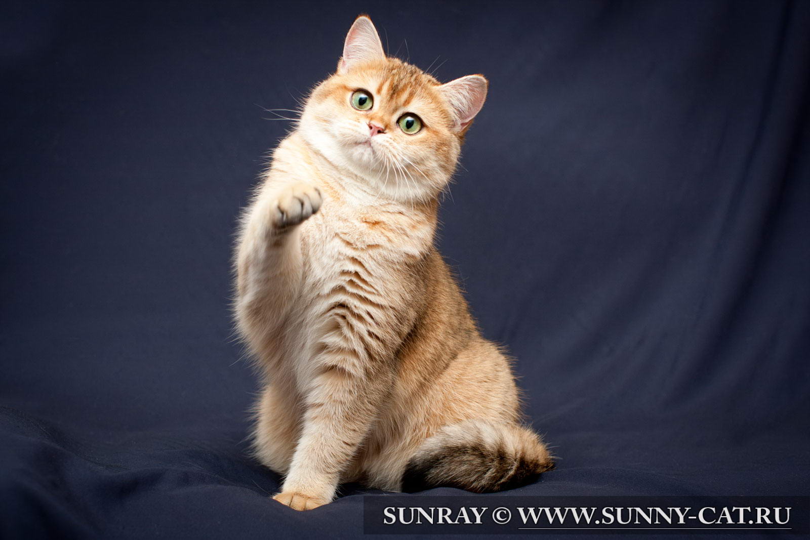 Рыжий британец кот