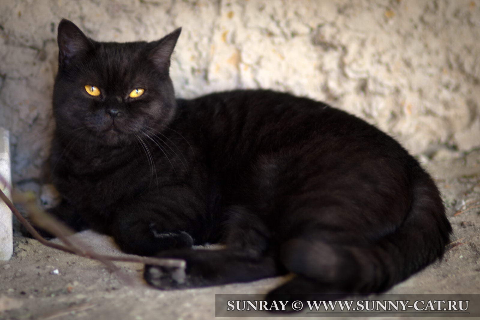 Кошка британская короткошерстная Harny Mystery SunRay, окрас черный  дымчатый - SunRay