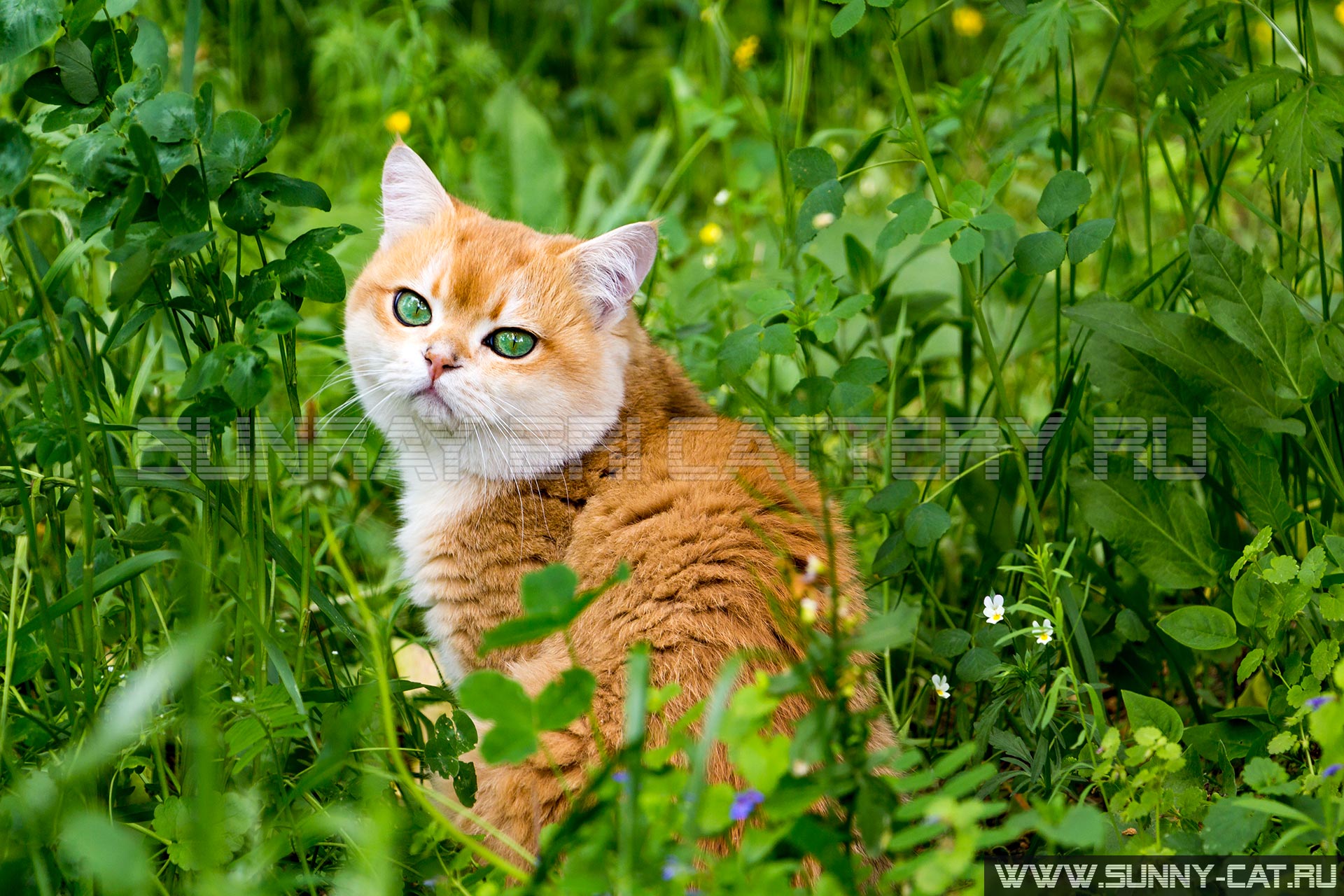 Кот в зеленой траве и цветах, красивый рыжий британский кот с зелеными глазами сидит в густой траве среди маленьких цветов и смотрит в камеру.