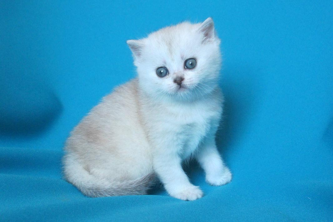 Купить котенка мальчика. Британский короткошерстный котенок белый с пятнышком. Ns11 окрас варианты. Кличка для кота британца шиншилла. Британский котенок черно белого окраса фото.